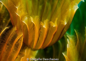 Feather duster by Danielle Deschenes 